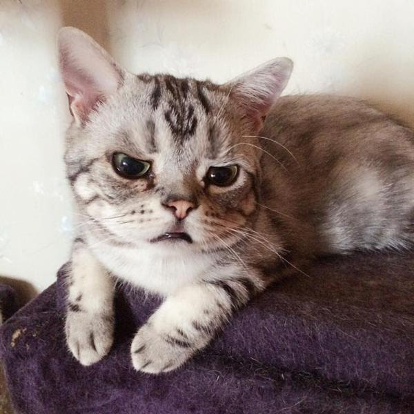 猫カフェで指名率ナンバーワンだったのに子猫にトップの座を奪われた ネコへのボケ ボケて Bokete