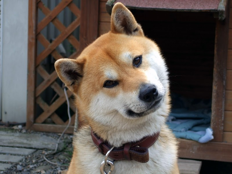 首を傾げる瑠ちゃん 柴犬のいる生活