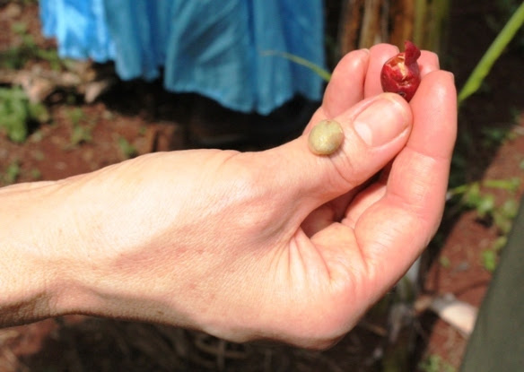 coffee beans