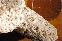 Coral Macro (lowest)