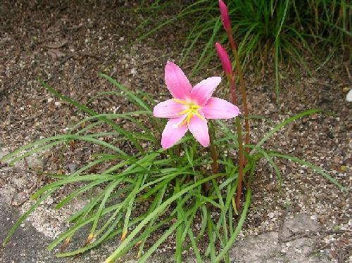 はなq サフランモドキ ヒガンバナ亜科 ゼフィランサス属 草花や樹木の図鑑