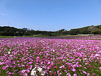 種子島 ゆうえみ日記 コスモス