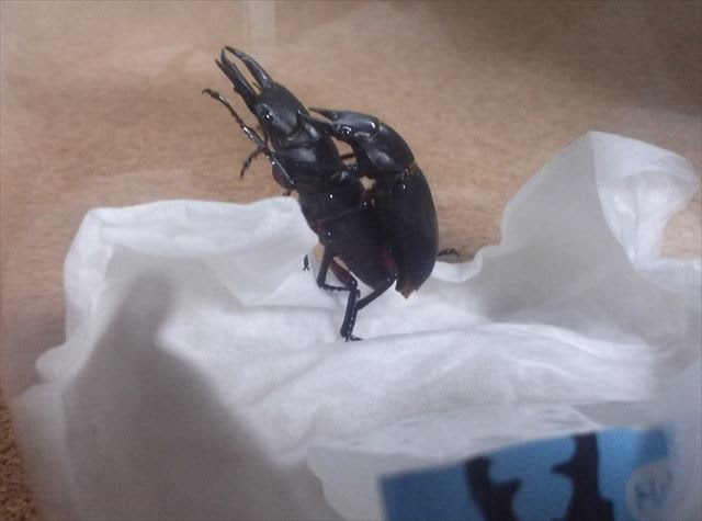 クワガタ採集 飼育にどっぷり 見てはいけないものを見てしまった