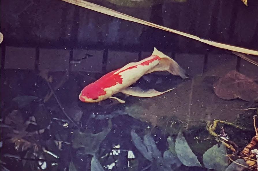 金魚が浮く日はバスも浮く Deeep Stream ディープストリーム