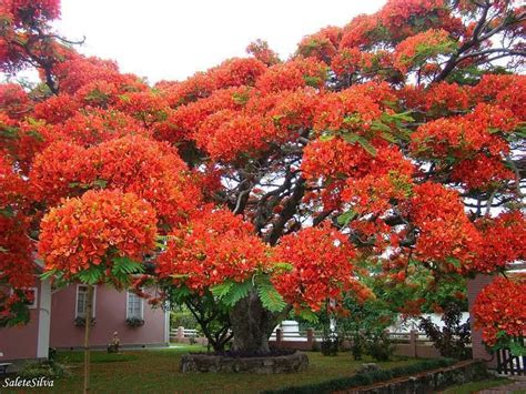 zimbabwe called flamboyant trees stunning