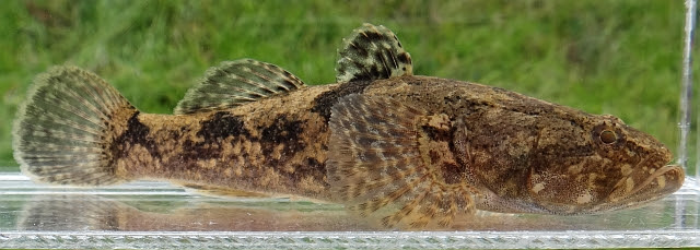 日本淡水魚 ドンコ