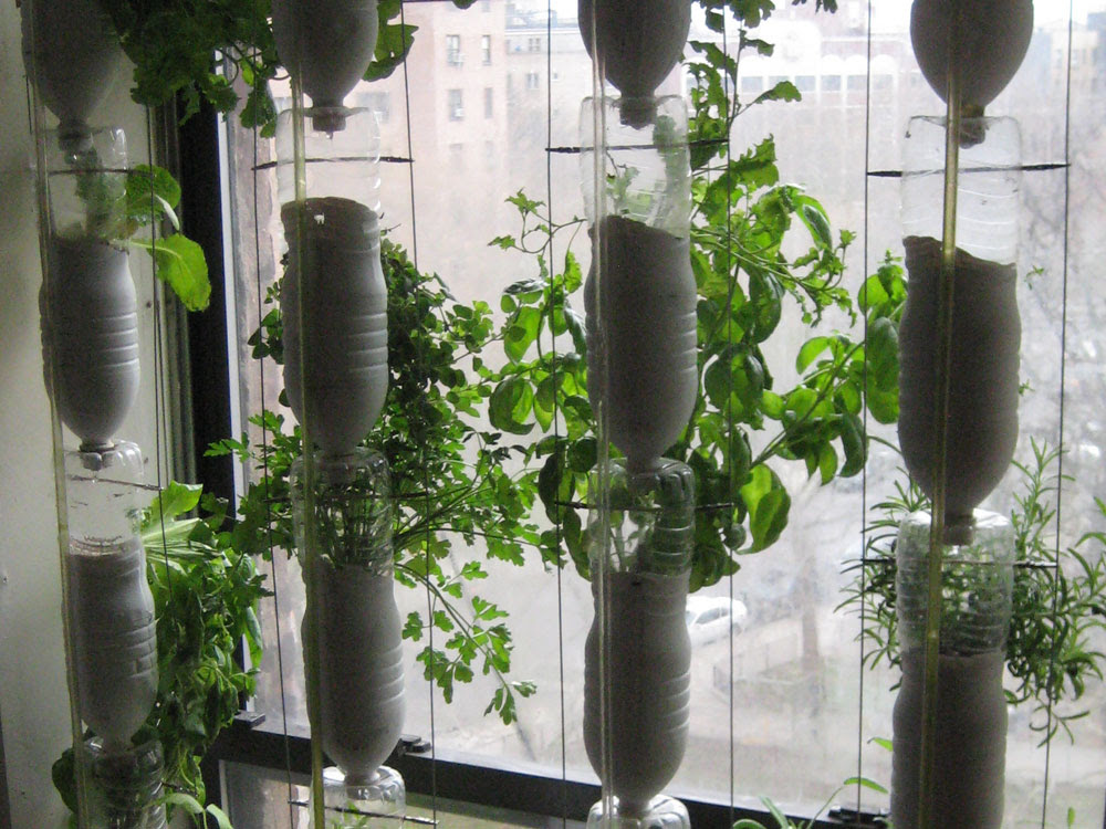 Window Farming: A Do-It-Yourself Veggie Venture : NPR