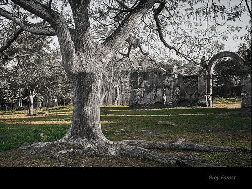 Grey Forest by Rey Cuba