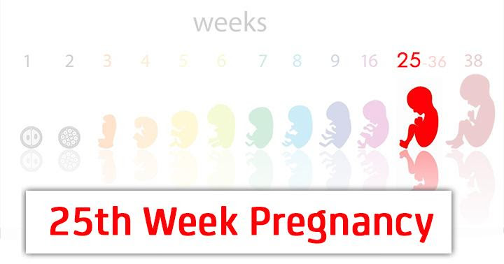 25 weeks of pregnancy - symptoms, for the child's development, tips and body modifications