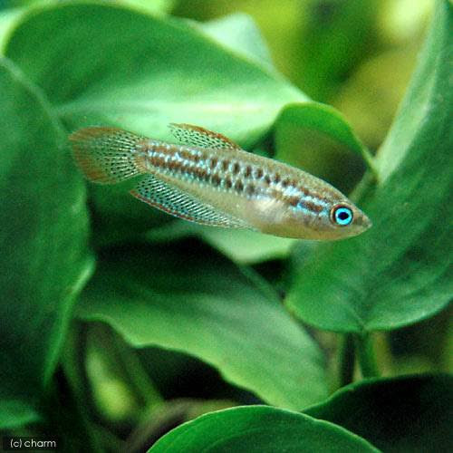 女性にオススメなかわいい熱帯魚10選 アクアリウムの始め方