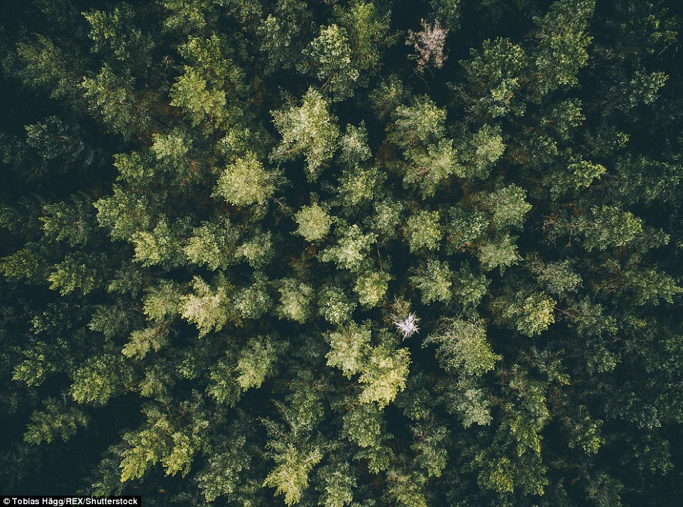 The photographer captured this spectacular shot of green tree canopies in a Swedish National Park called Farnebofjarden