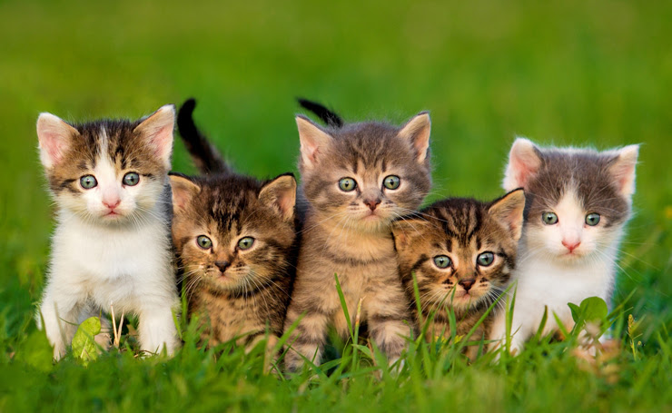 猫の雑種の見分け方や種類は 毛並みや性格など血統書付きとの違いは ネコタメ リッチとドラット