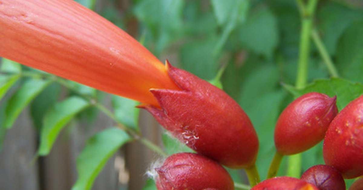 Climbing Plants for Full Sun | eHow UK