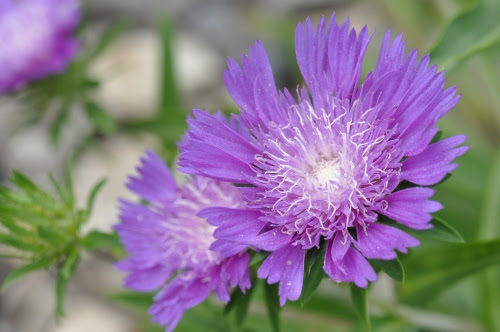 木燃花図鑑 ストケシア