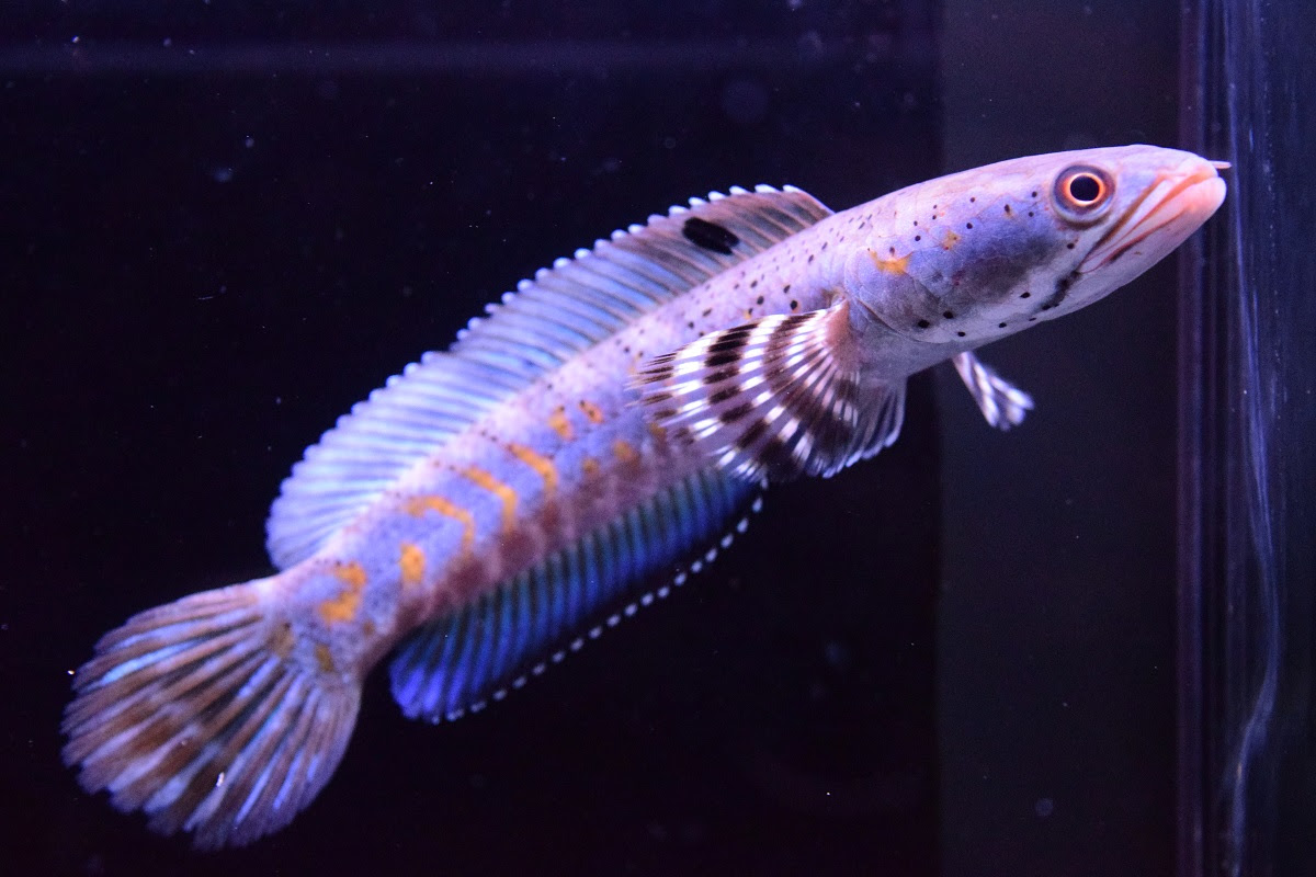入荷魚紹介 静岡市の熱帯魚専門店 大型魚 古代魚 珍魚 World Rivers