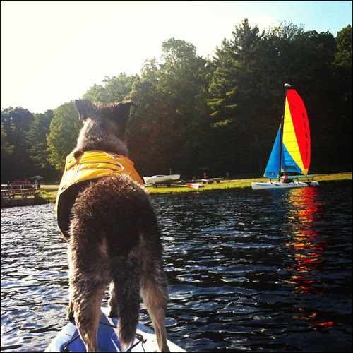 Sailing takes me away To where I've always heard it could be Just a dream and the wind to carry me And soon I will be free #dogpaddling #kayak #afternoondelight