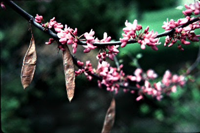Eastern Redbud Legendary Pea Tree