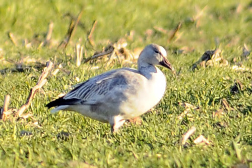 SNOW GOOSE SUDBURY 11 27 10