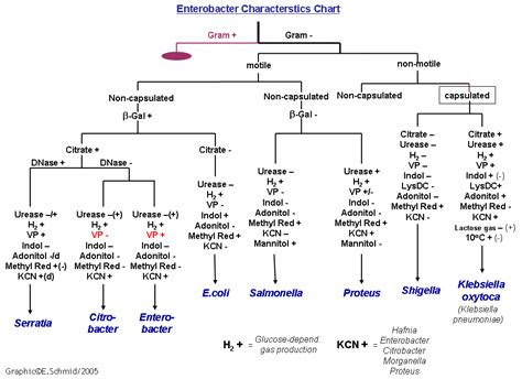 gram negative identification flow chart    gram