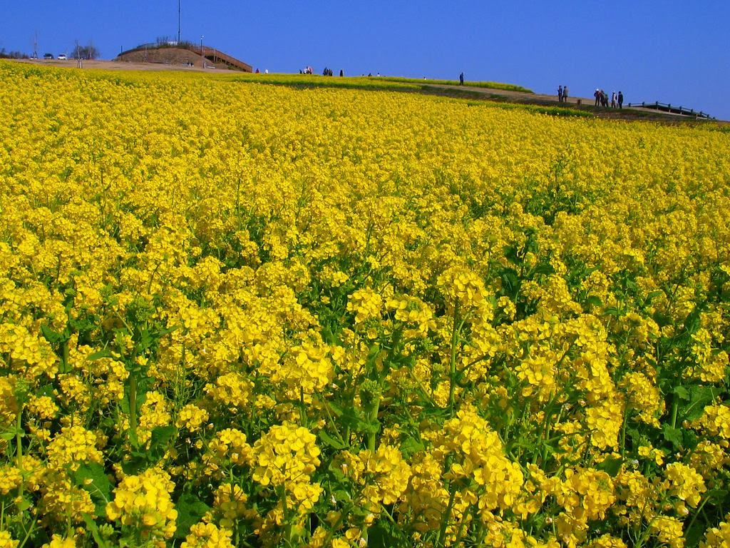 菜の花と菜の花畑 あわじ花さじき 壁紙写真集 無料写真素材