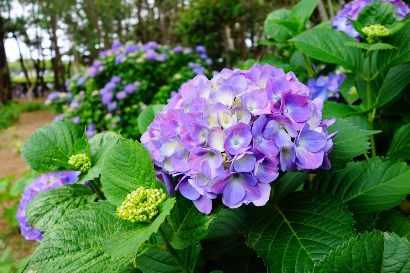 紫陽花の地植えに適切な時期は 植える間隔や深さは 植物navi