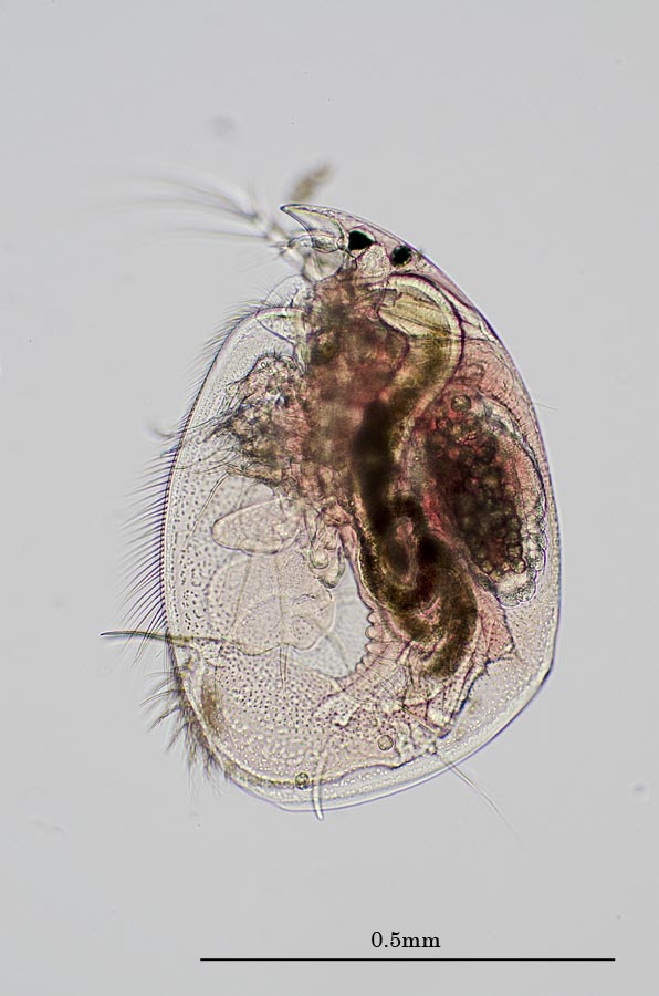 トゲヒロオミジンコ属の一種 Leydigia Sp 明石 神戸の虫 ときどきプランクトン