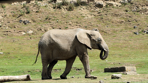 Baby elephant