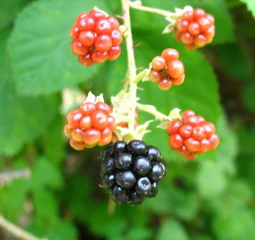 photohunjuiceblbgrp