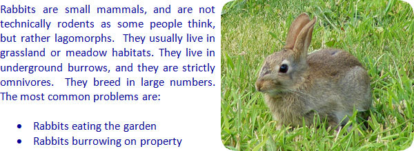 How to Get Rid of Rabbits in the Yard