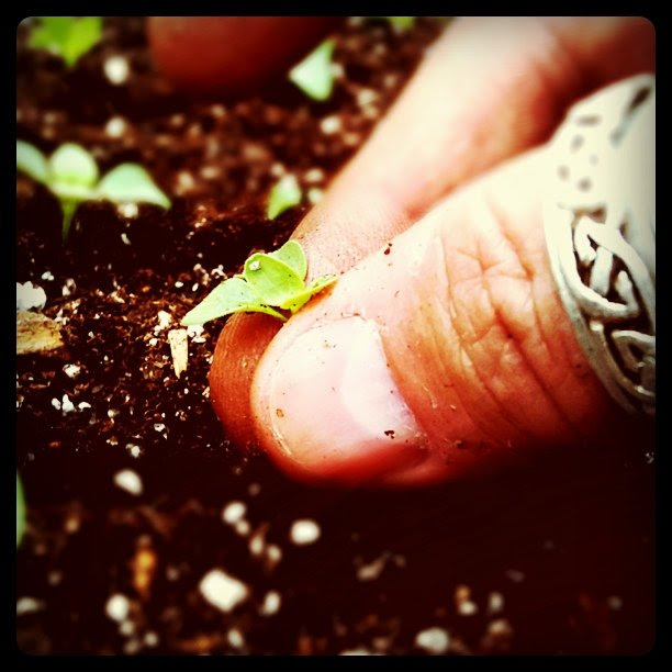 Snaps planting day