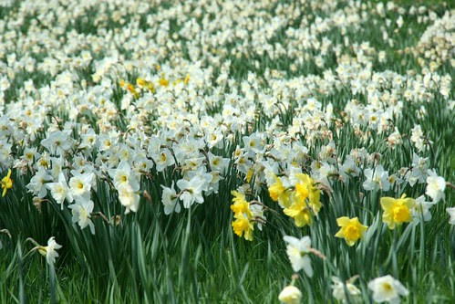 Daffodils