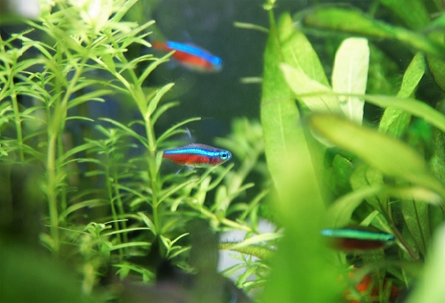 カージナルテトラの白点病はどんな病気 原因や対策法は 熱帯魚 淡水魚 海水魚の図鑑