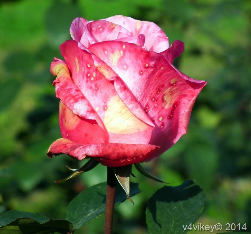 Rose Flowers