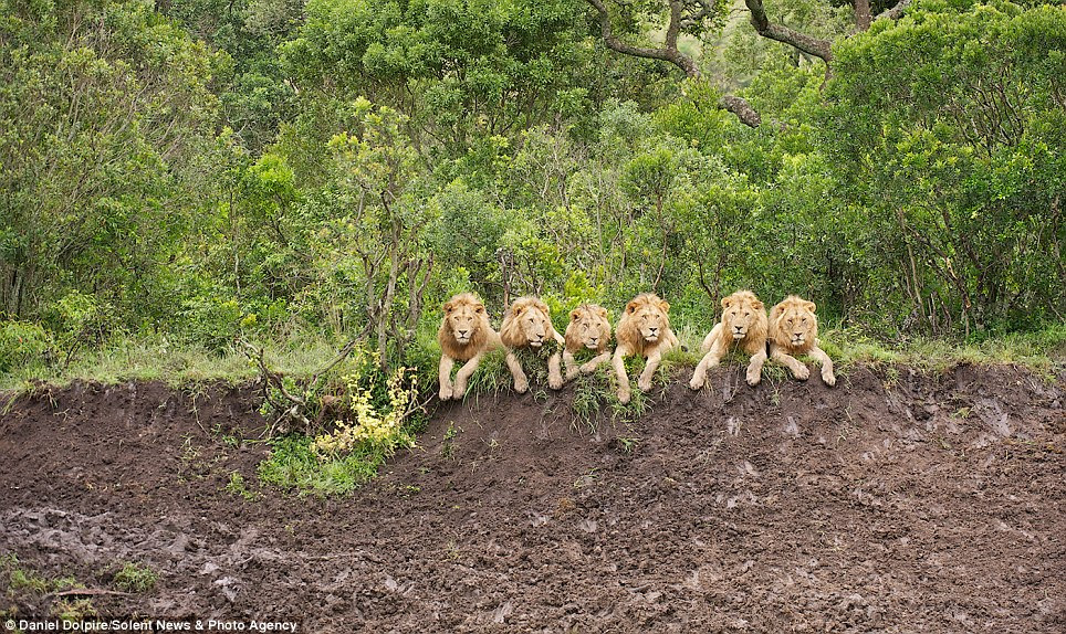 Lined up: Daniel Dolpire balanced his camera on a beanbag to take this once-in-a-lifetime shot