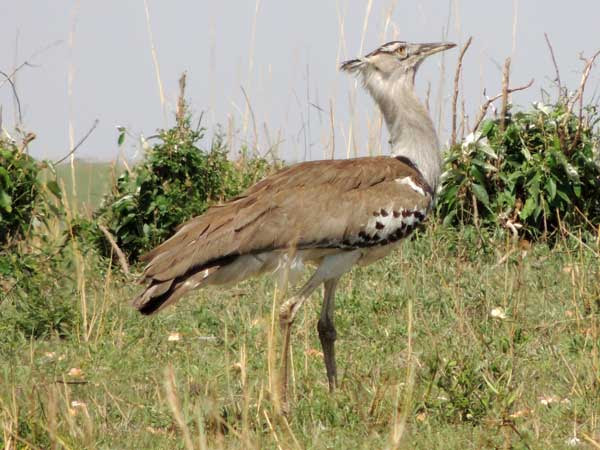 Kori Bustard In Kenya