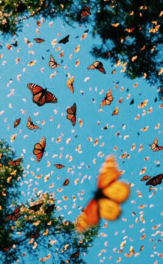Photography Butterfly Wallpaper Live Wallpaper Iphone Aesthetic