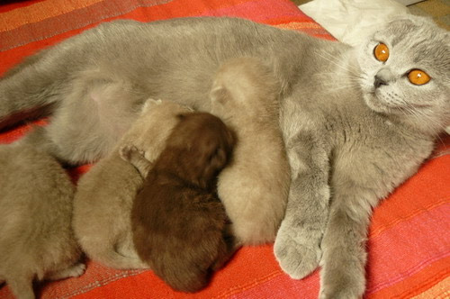 Se Preparer A Une Mise Bas Clinique Veterinaire Seine Austreberthe Alexandre Fily