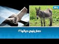 حمار يتسبّب في وفاة امرأة بجندوبة! التفاصيل.. -