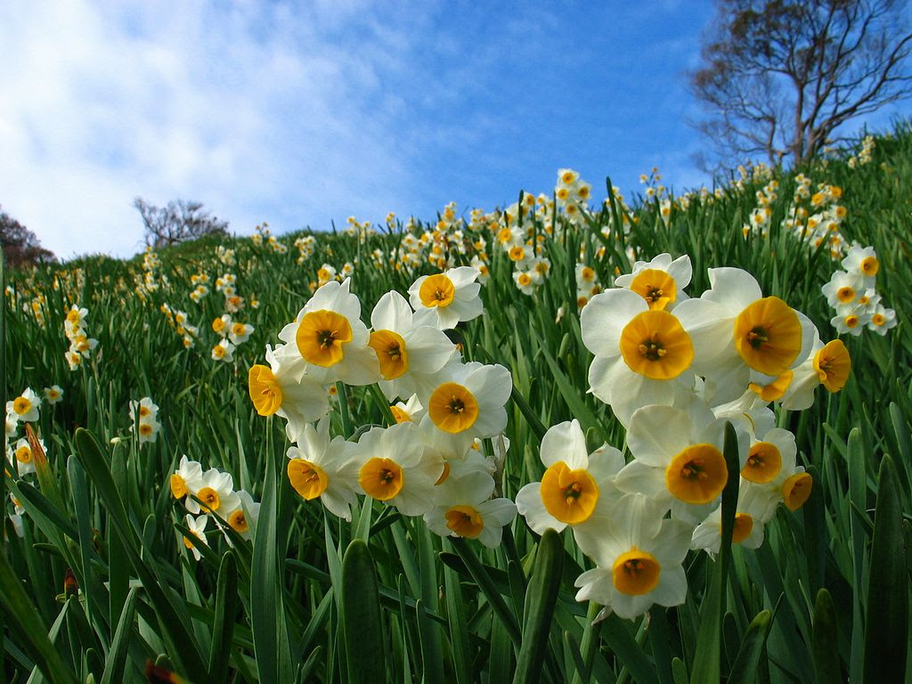 水仙 スイセン の花 壁紙写真 四季の彩り壁紙写真集