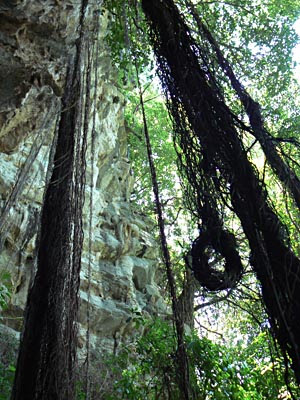 lianes tamul.jpg