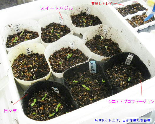 自家採種蒔き ジニア プロフュージョン ほったらかしガーデニング