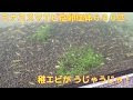 コンプリート！ ザリガニ 赤ちゃん エビ 214902-ザリガニ 赤ちゃん エビ