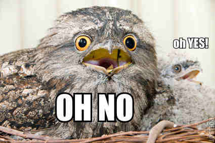 Oh No Oh Yes Memes
