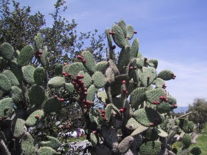 Nopal cactus with ripe tunas