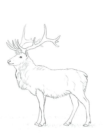 realistic deer coloring pages at getcoloringscom free
