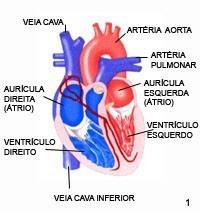 ARRITIMIA1