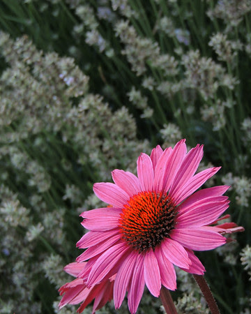 not just lavender