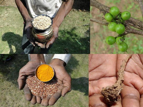 Medicinal Rice Formulations for Management of Neglected Diabetes Type 2 from Pankaj Oudhia’s Medicinal Plant Database by Pankaj Oudhia