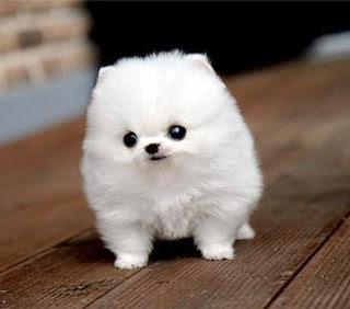ただただかわいいわんこの写真 かわいい癒し画像 動画