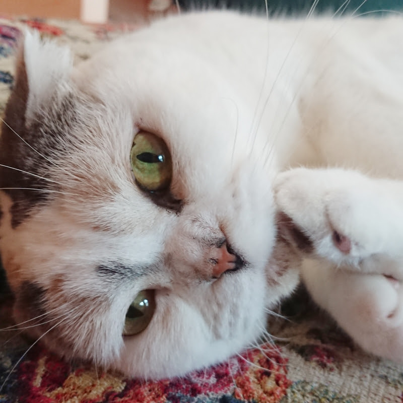 スコティッシュフォールドのこと 猫とクリスマス